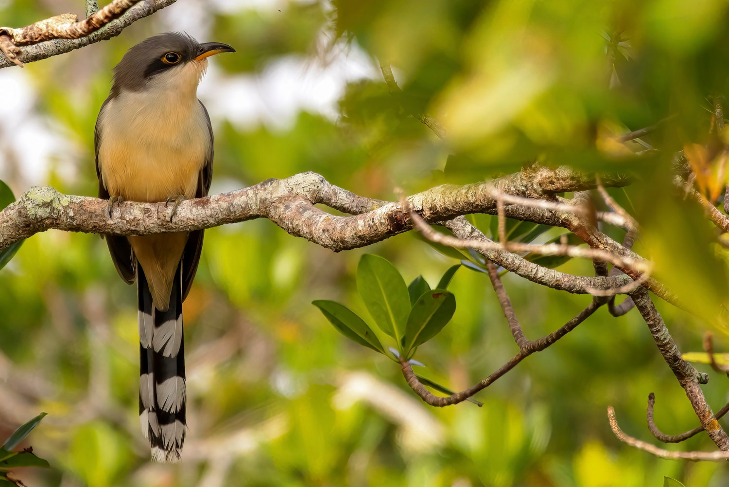 This image provided by Macaulay Library/Cornell Lab of Ornithology shows a mangrove cuckoo. The slender, long-tailed mangrove cuckoo, which has a large range in southern Florida, the Caribbean and Latin America, is among species likely to be spotted by participants in the Great Backyard Bird Watch, running Feb. 17-20. The global count by volunteers helps scientists studying the decline of bird populations worldwide.