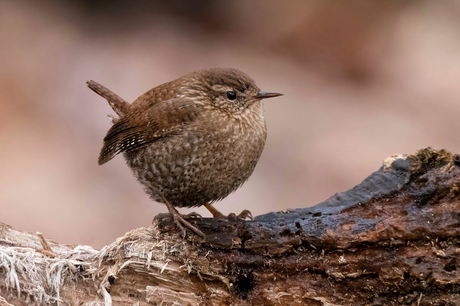 This image provided by Macaulay Library/Cornell Lab of Ornithology shows a winter wren. The winter wren, a loud singer in the eastern forests of North America, is among species likely to be spotted by participants in the Great Backyard Bird Watch, running Feb. 17-20. The global count by volunteers helps scientists studying the decline of bird populations worldwide.