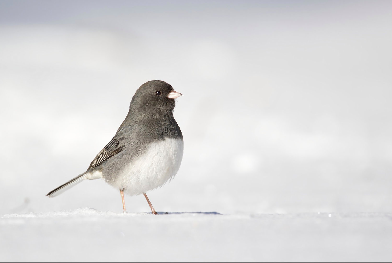 This image provided by Macaulay Library/Cornell Lab of Ornithology shows a dark-eyed junco. The dark-eyed junco, one of the most common forest birds in North America, is among species likely to be spotted by participants in the Great Backyard Bird Watch, running Feb. 17-20. The global count by volunteers helps scientists studying the decline of bird populations worldwide.