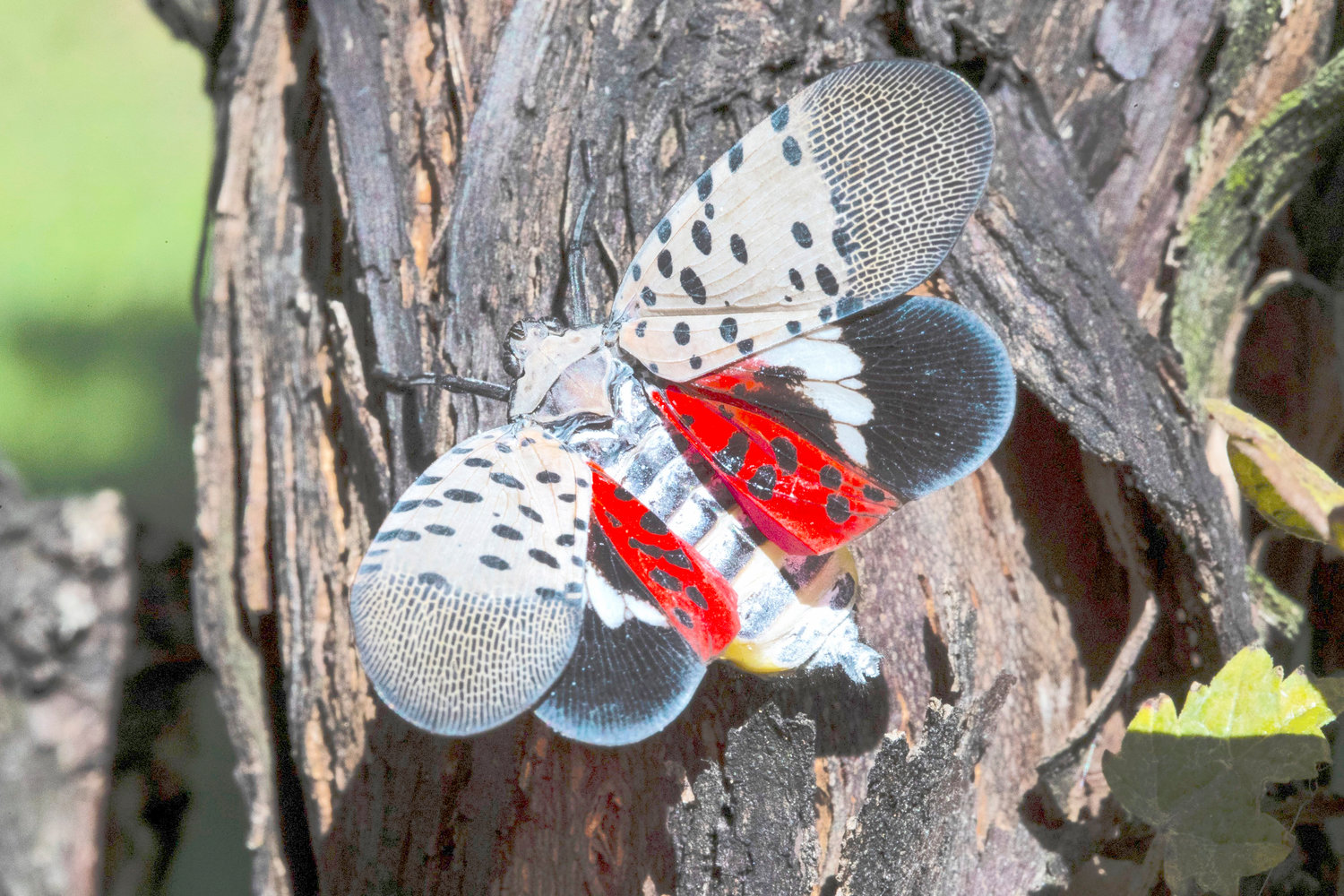 A spotted lanternfly at a vineyard in Kutztown, Pennsylvania. The spotted lanternfly may be a threat to a number of agricultural segments across the state.
