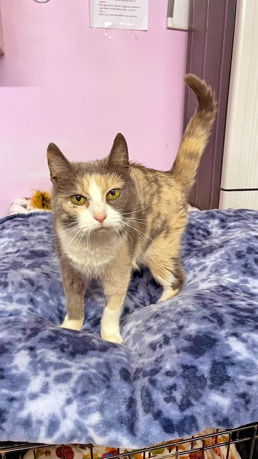 This little 2-year-old girl is Tiana. She had quite the adventure here at the shelter. When she first came to us she got in a little trouble by eating something she shouldn’t have. Thankfully, we caught it in time to help her out.  She would do best in a quiet household, one with someone that would spend a lot of time with her and love her to bits.  A few of Tiana’s favorite things include laying in cat beds, wet food and lots of attention! She also will gobble up any type of Fancy Feast Gravy Lovers, chunky, or the primavera wet food — it’s her favorite!  To visit Tiana, stop by the Humane Society of Rome, 6247 Lamphear Road, call 315-336-7070 or go to www.humanesocietyrome.com.
