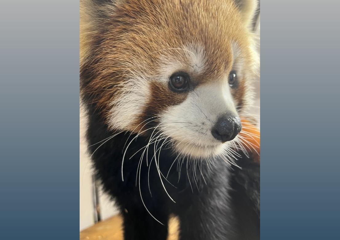 Red Panda, Mei Lin, voted Utica Zoo PreZOOdent | Daily Sentinel