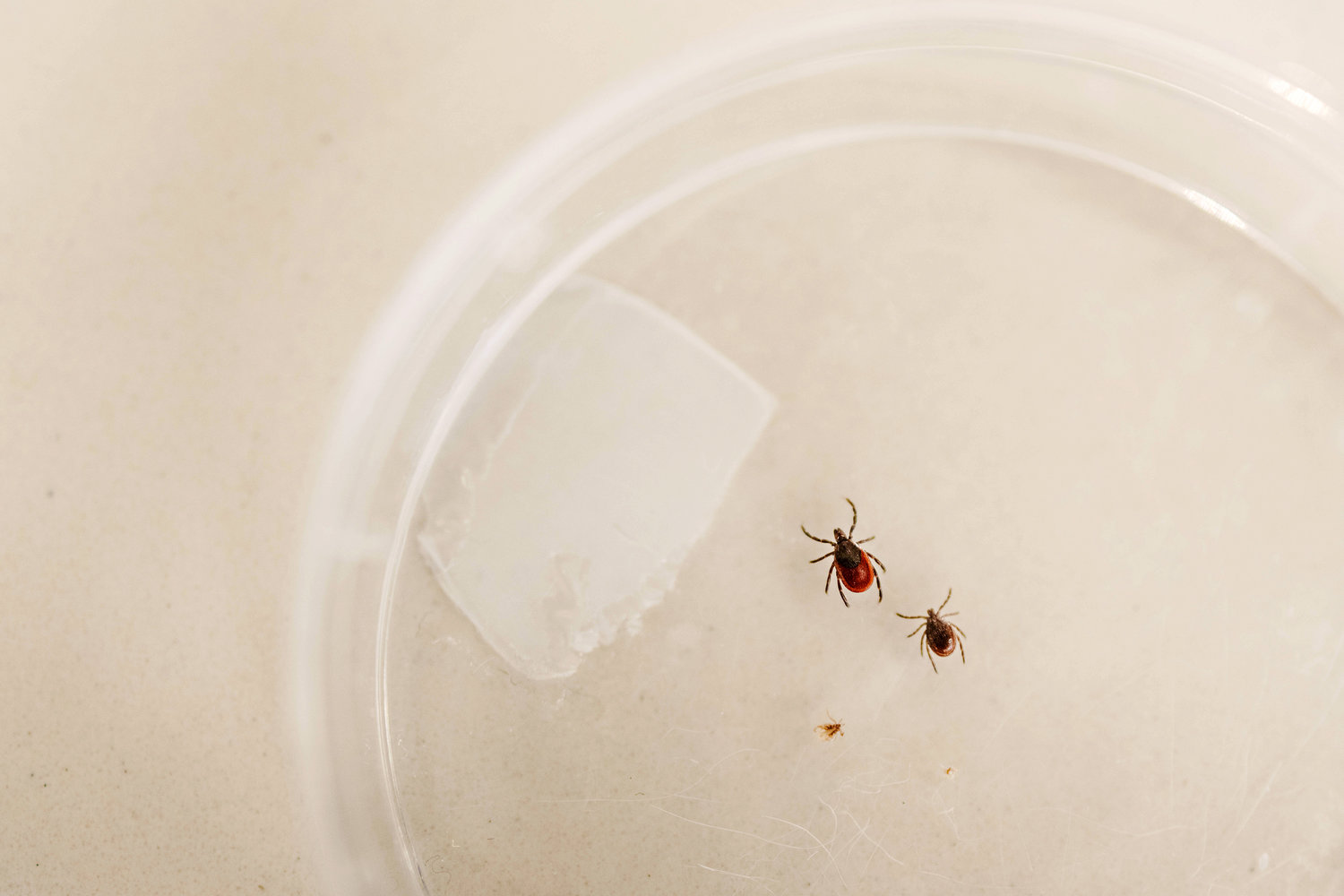 At the Connecticut Agricultural Experiment Station in New Haven, Dr. Goudarz Molaei and his team study and research ticks brought in from the public. The tick on the left is a female adult deer tick. The tick on the right is a dog tick. Tony Spinelli/Connecticut Public