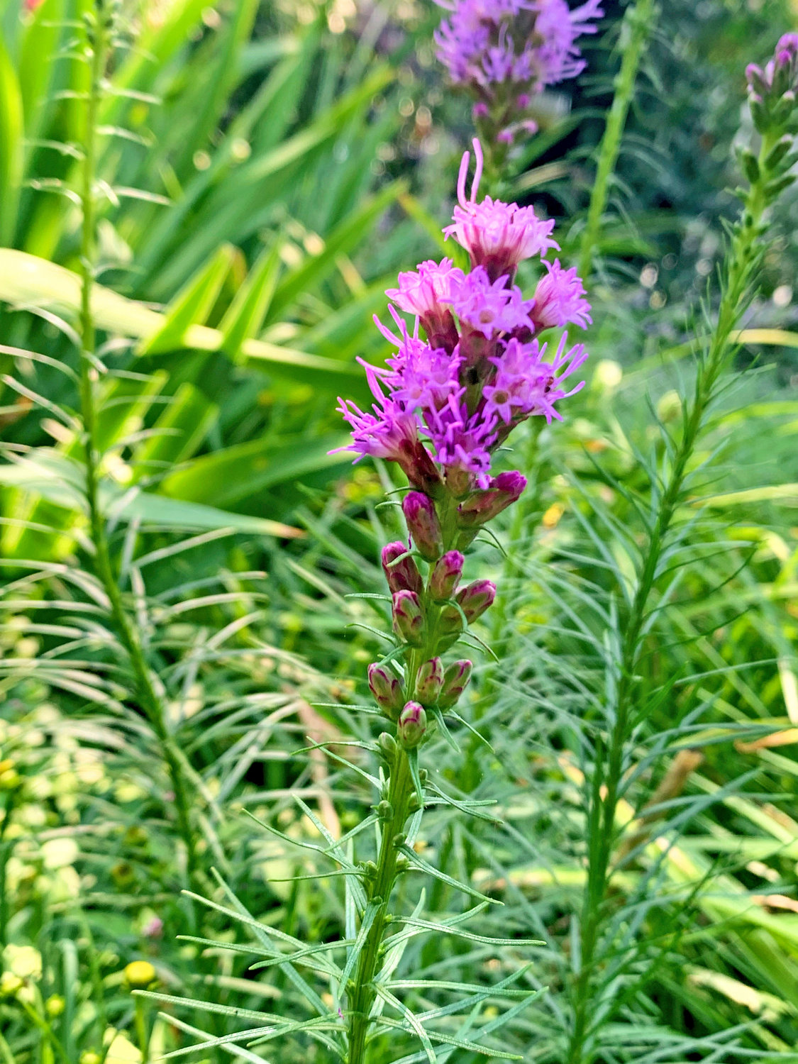 Liatris spicata growing in a garden in Long Island. The plant is known by several common names, including gayfeather and blazing star.