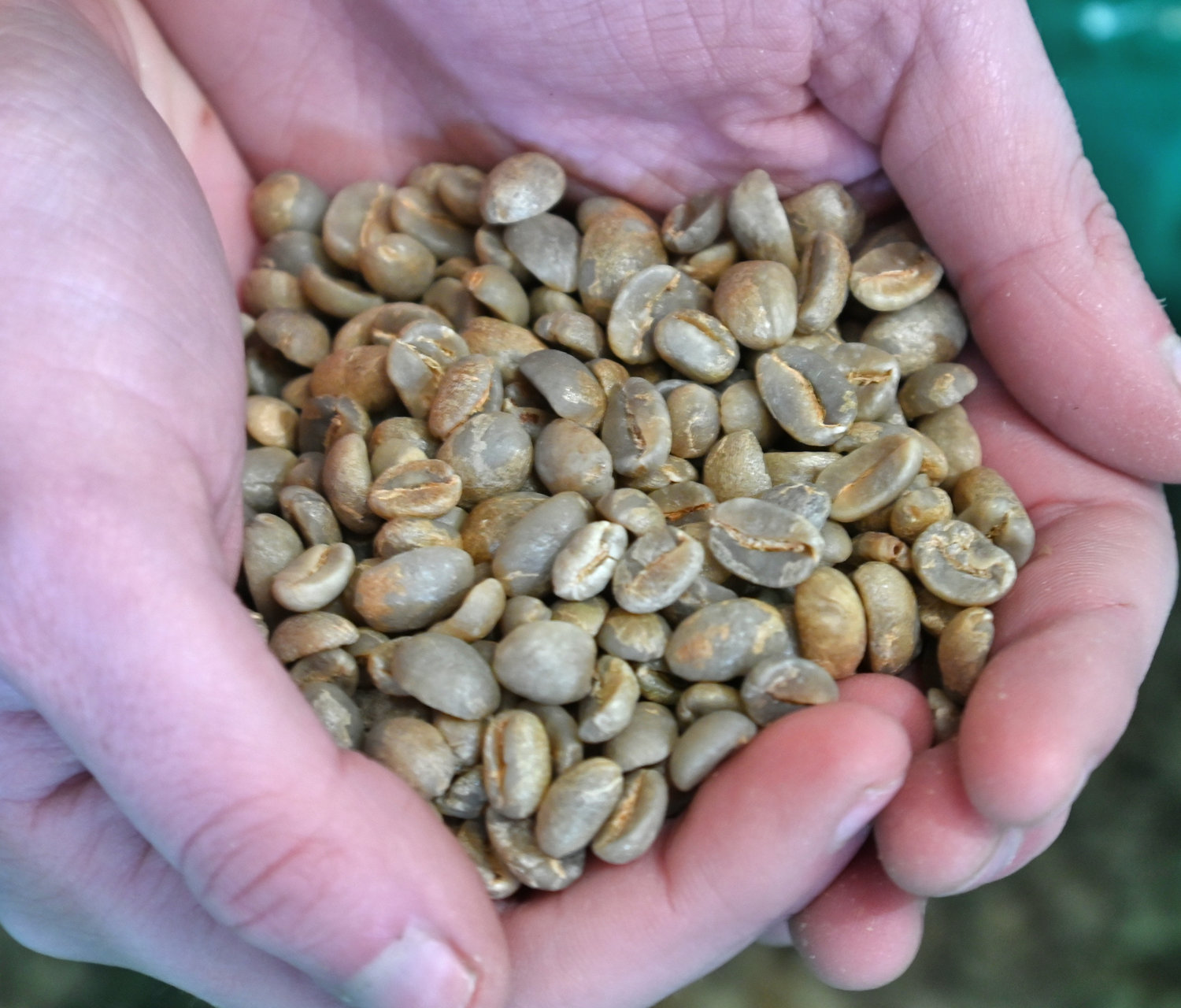 Coffee beans from South America. Beans are green before they are roasted.