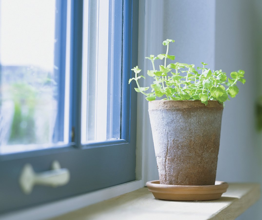 You might first notice fungus gnats flying near windows since they’re attracted to light. However, they will most often remain near potted plants.