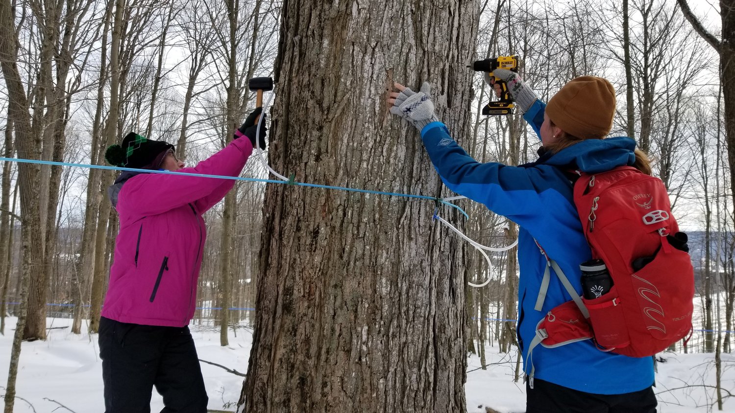 Taps are inserted into maple trees with the Friends of Rogers Environmental Education Center in Sherburne.