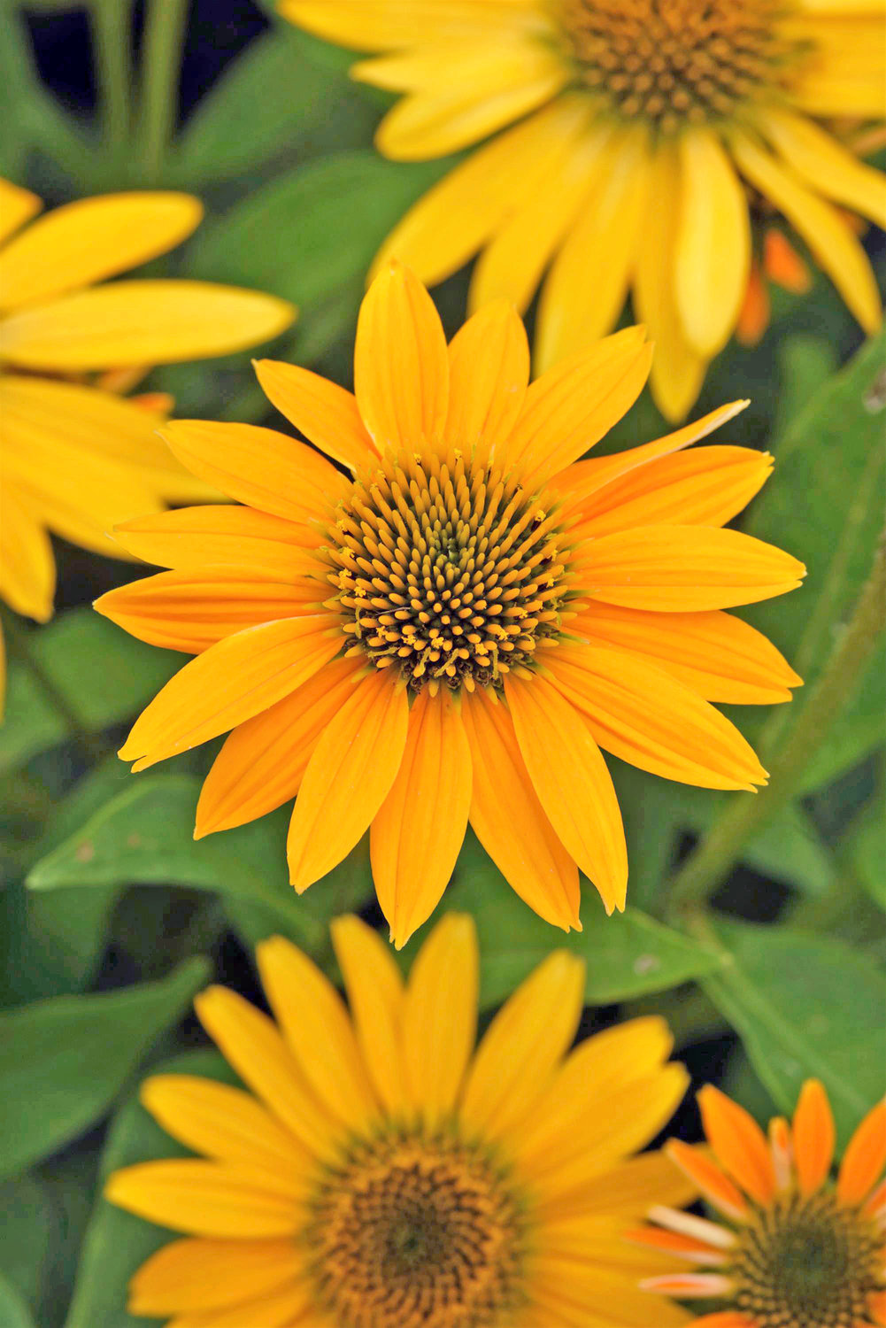 Echinacea Artisan Yellow Ombre, a new multi-branched coneflower variety.