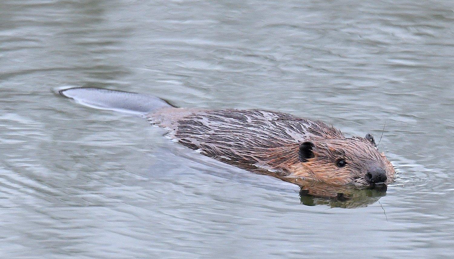 A beaver swims outside its lodge in the main pond at Delta Lake State Park in this January file photo. The bodies of several beavers, similar to this one, were found skinned and with their feet cut off on the Rayhill Trail in February.