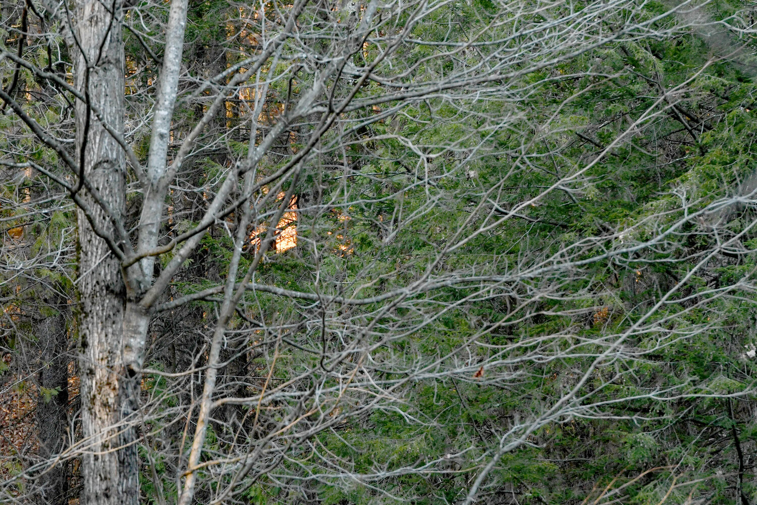 Flames shoot up behind a wooded area off Dover Road in the town of Russia in this spring 2022 file photo. In an effort to prevent brush and grass fires, the state Department of Environmental Conservation will institute the state’s annual ban prohibiting residential brush burning, starting March 16.