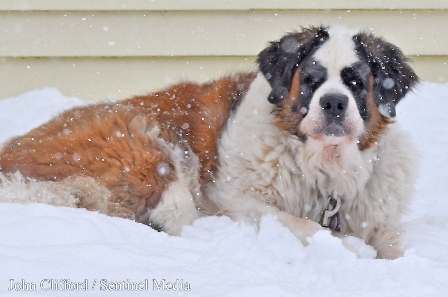 A nine-year-old Saint Bernard, Jax, at the corner of Crossgates Road and North Crescent Dr. enjoys the snow Tuesday, March 14, 2023.