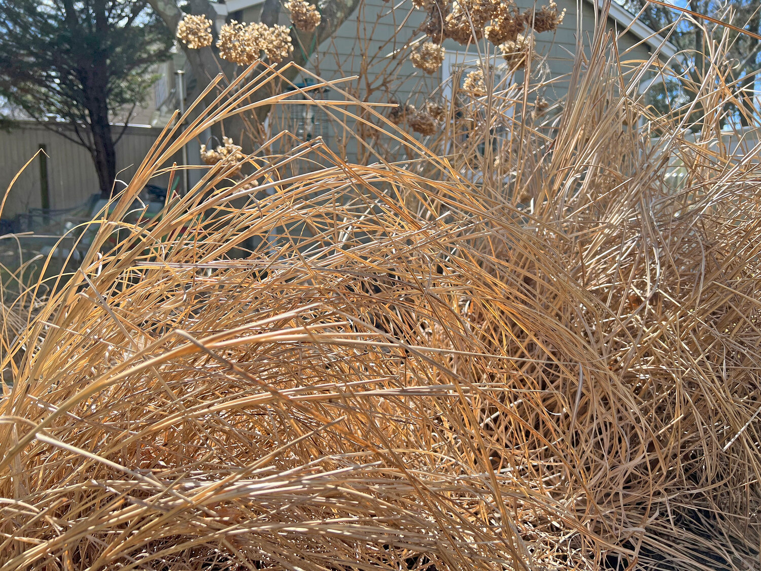 This March 15 photo shows ornamental grasses left standing in Jessica Damiano’s Long Island garden over winter. The dead foliage provides shelter for hibernating pollinators and other insects until they emerge from dormancy and resume their lifecycles in mid to late spring.