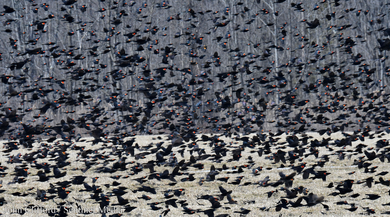 SURE SIGN OF SPRING  — Thousands of red-winged black birds and some grackles take flight off Happy Valley Road in Verona on Wednesday, March 22.