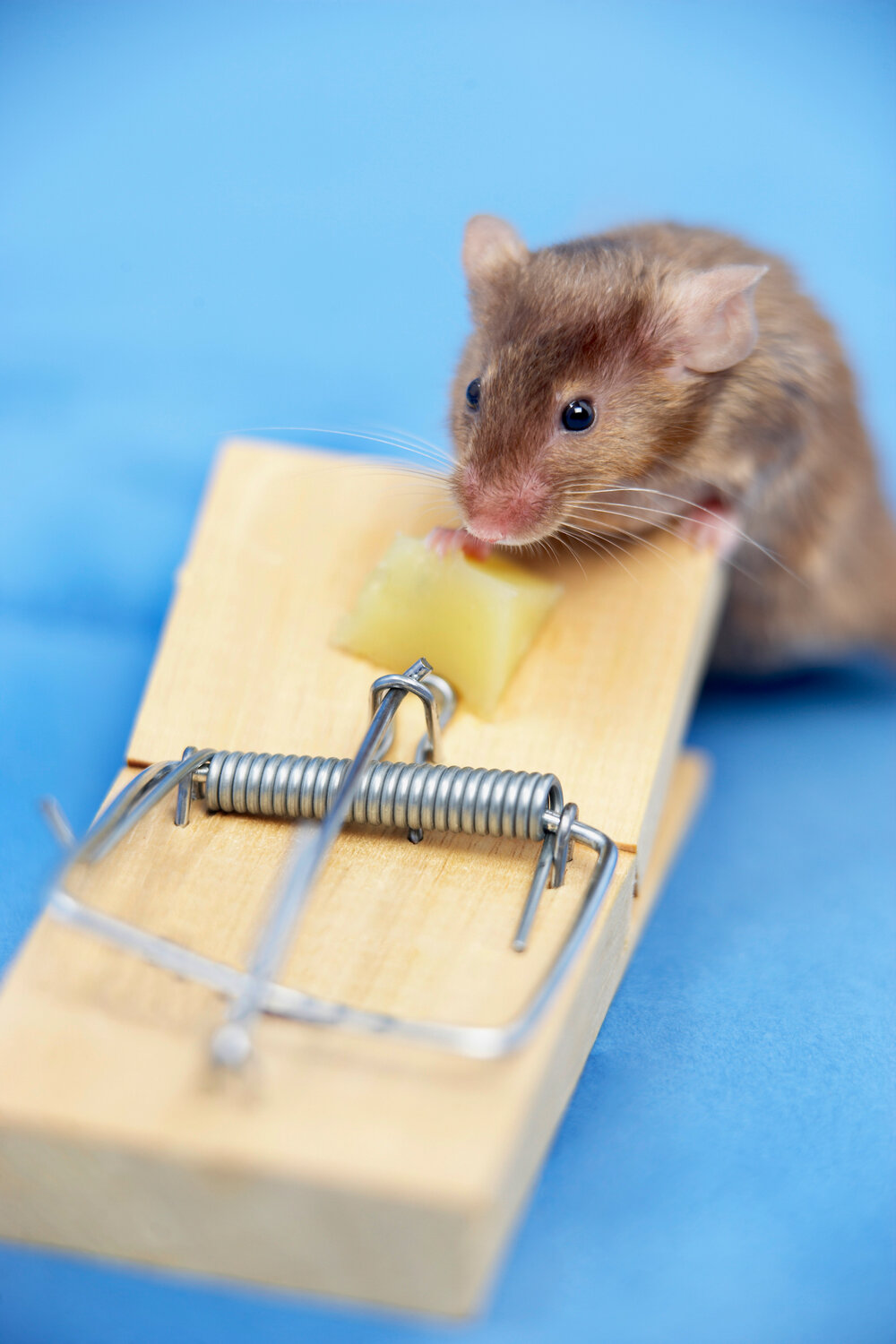 Mouse traps are an effective way to get rid of mice that have taken up residence inside your home.