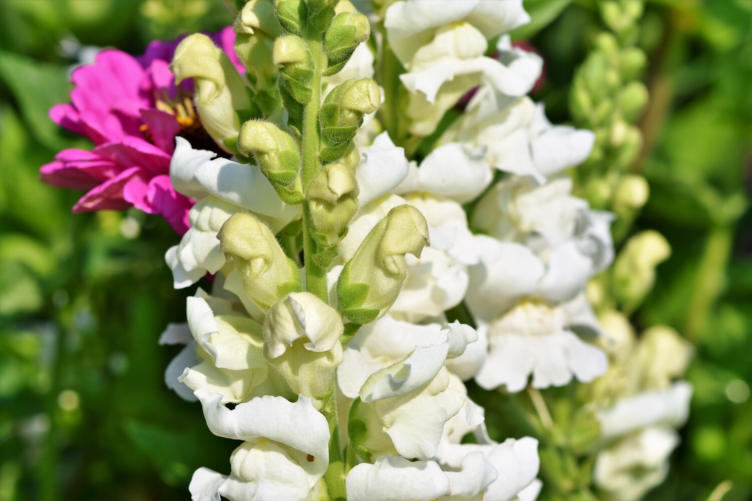 Snapdragons are known to be hearty and are a good choice if you are looking for flowers on your porch.