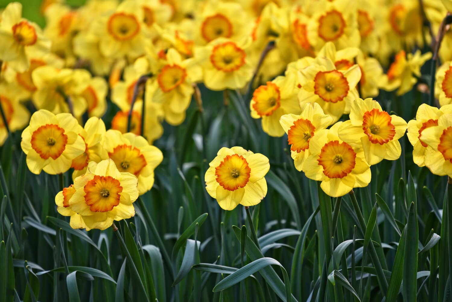 Daffodils are also known to be hearty against the early spring elements.