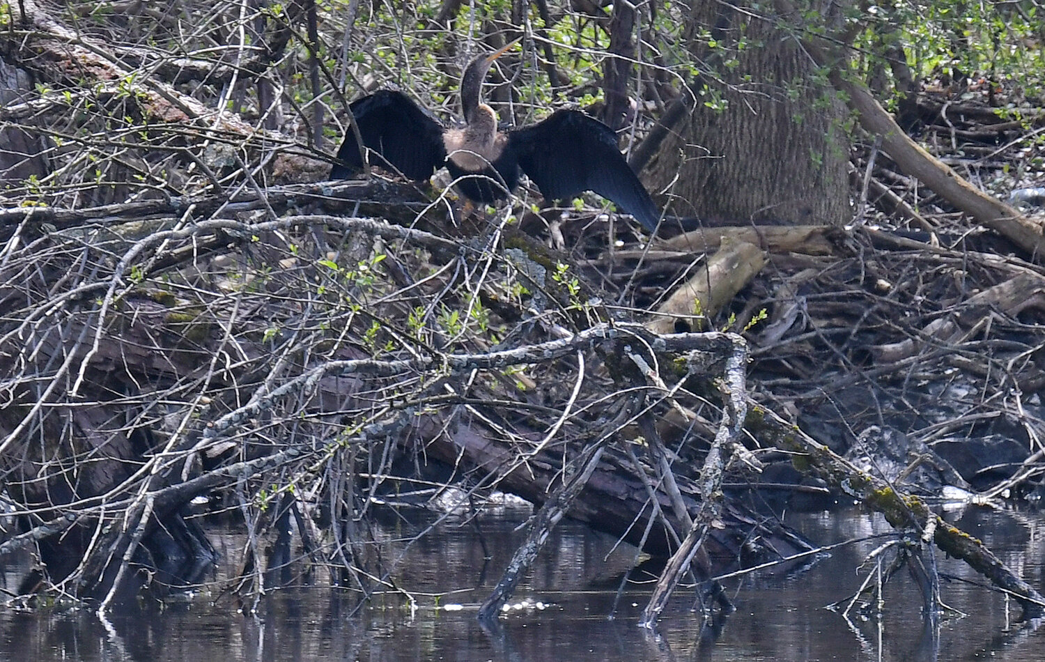 RARE VISITORS TO THESE PARTS — At left, a female anhinga drys her wings on the south side of the Erie Canal in Rome on Monday, April 24.  The word anhinga comes from the Brazilian Tupi language and means “devil bird” or “snake bird.” The origin of the name is apparent when swimming, as the male anhinga at right does Monday in the canal as only the neck appears above water so the bird looks like a snake ready to strike. The birds normally winter near the equator and can be found in Florida and South Carolina, but are rarely found this far north.  According to local birding enthusiasts, it is only the fifth confirmed sighting of the species in the state in the past several decades. Hundreds of people reportedly went to see a flock of 22 of the birds on Sunday, following word the wayward birds had arrived in the Copper City. By Monday, it appeared that only three intrepid anhingas remained on their northern adventure.