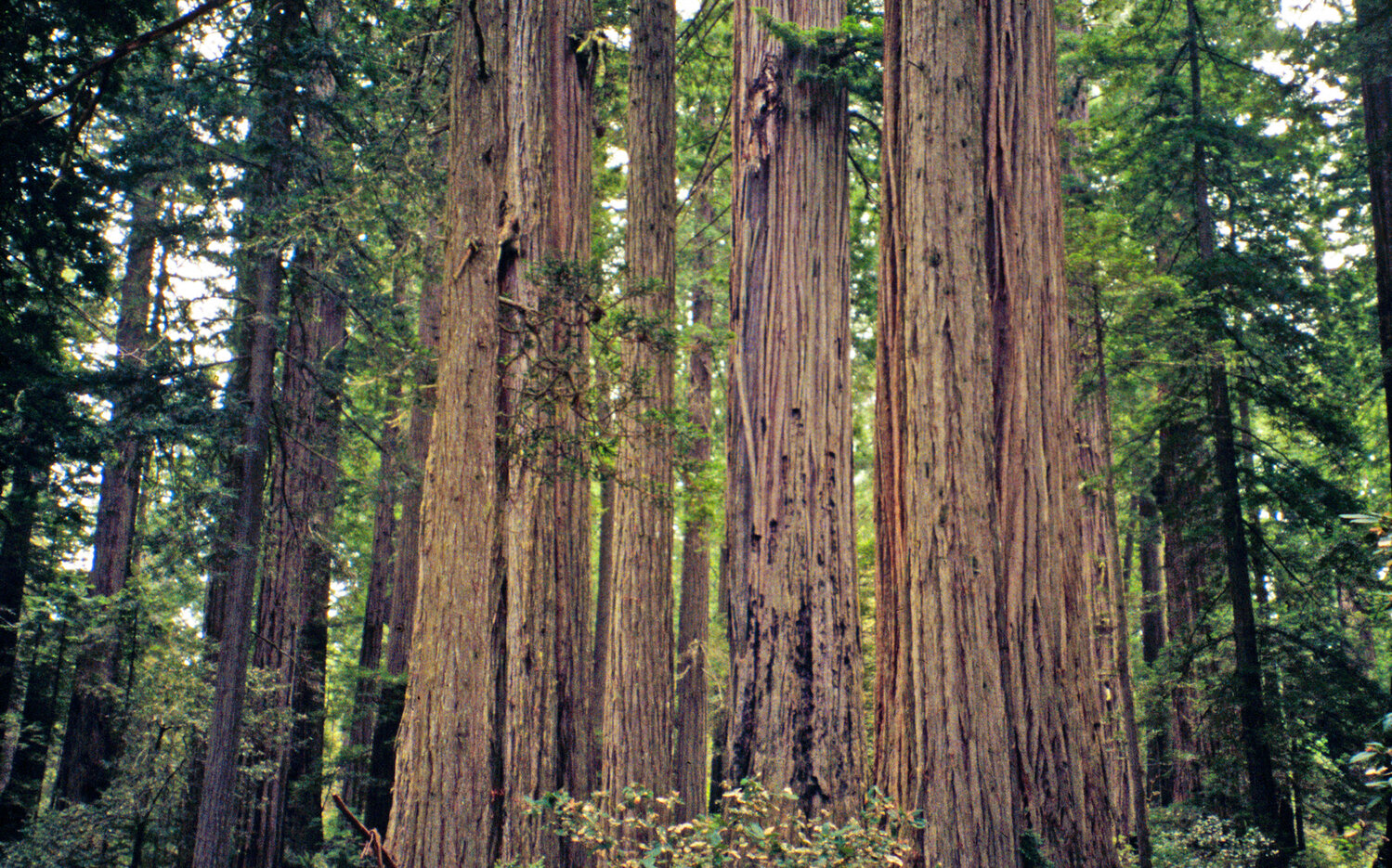 A group of coastal redwood trees (Sequoia sempervirens), one of two species designated as state trees of California.