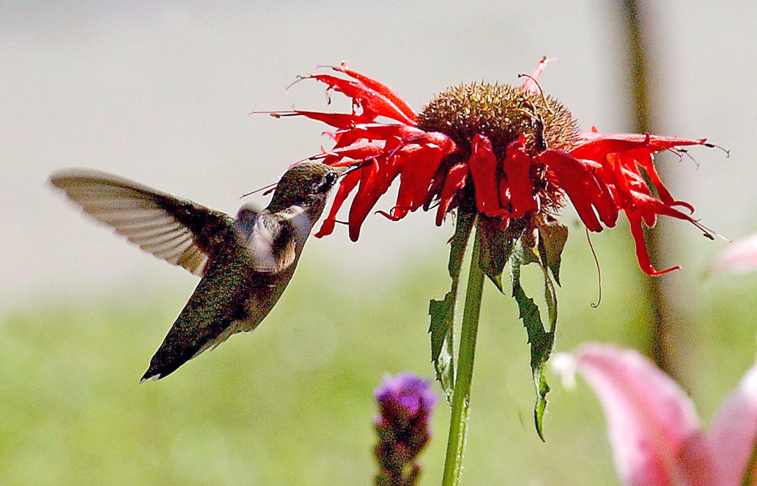 A Ruby-throated hummingbird investigates a Bee Balm flower in AuSable Forks, New York.