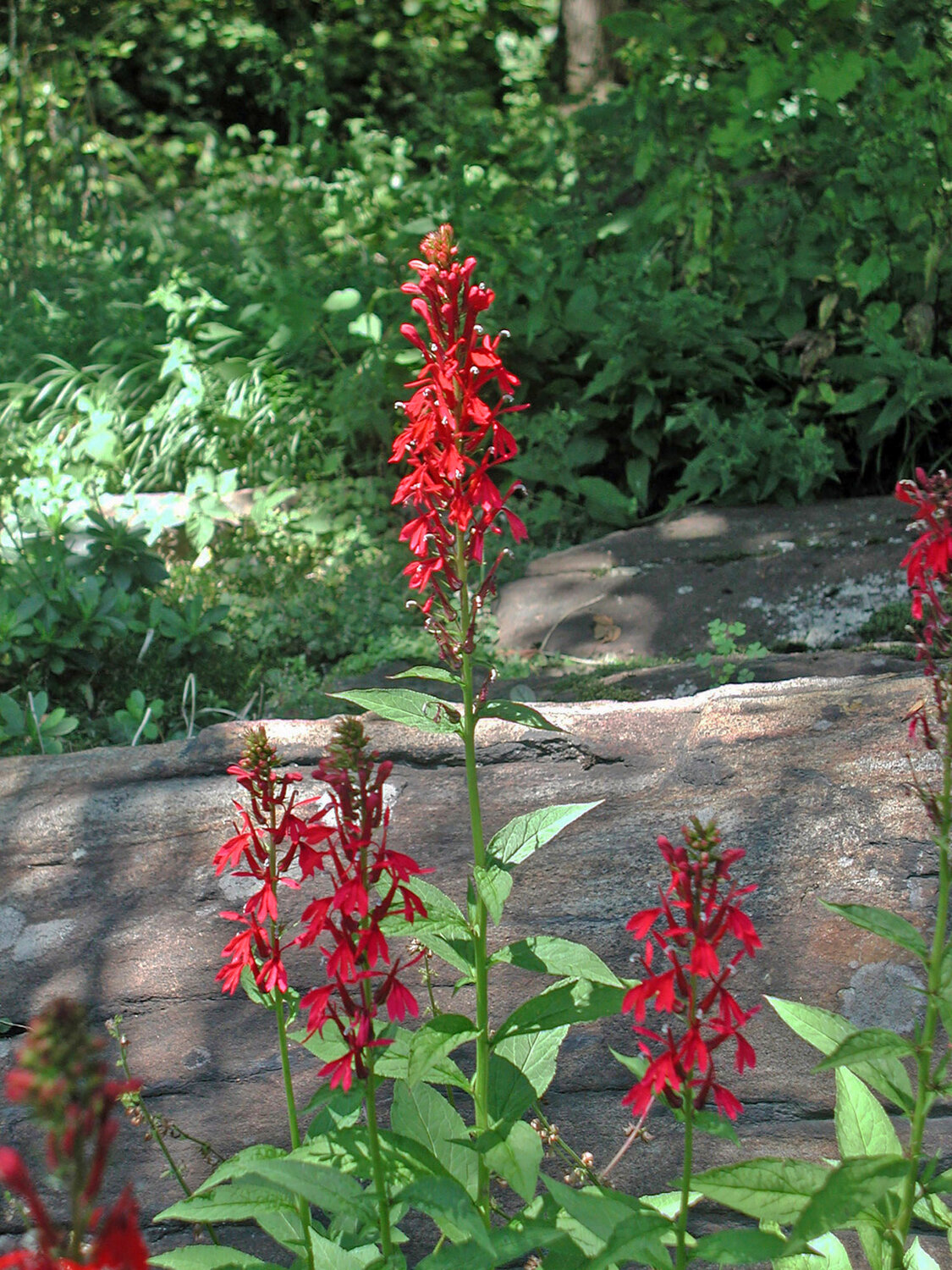 A red cardinal flower at the Chanticleer Garden in Wayne, Pa.