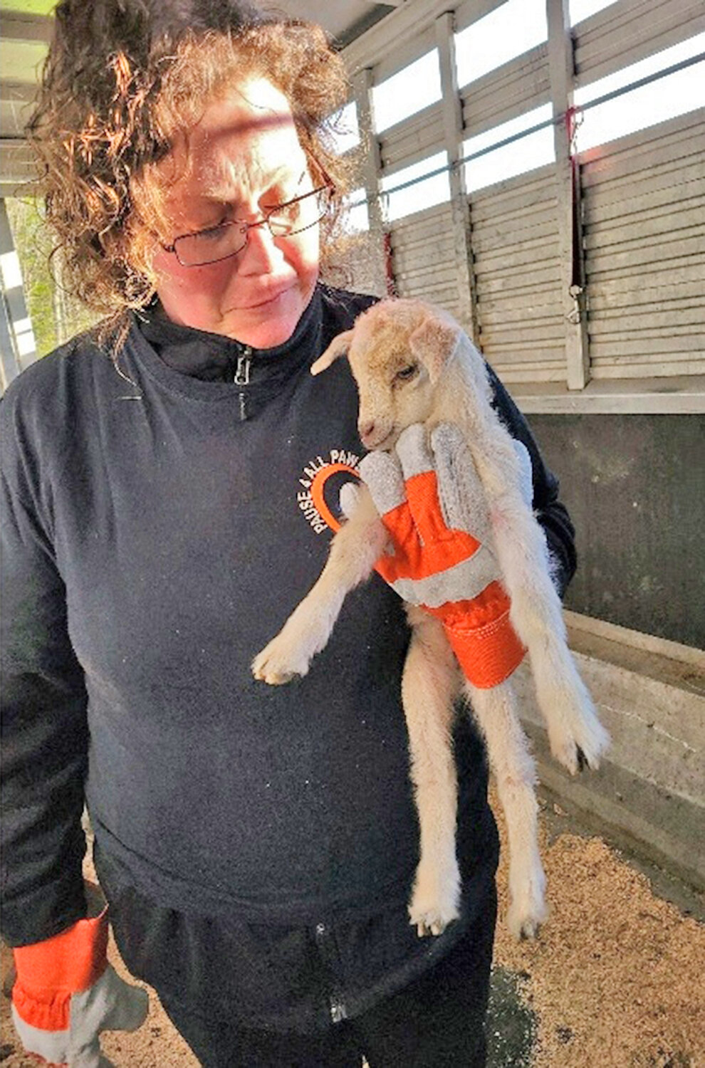 An animal rescuer holds one of several dozen mistreated goats as part of an animal cruelty case in the Town of Norway in Herkimer County, according to the New York State Police.