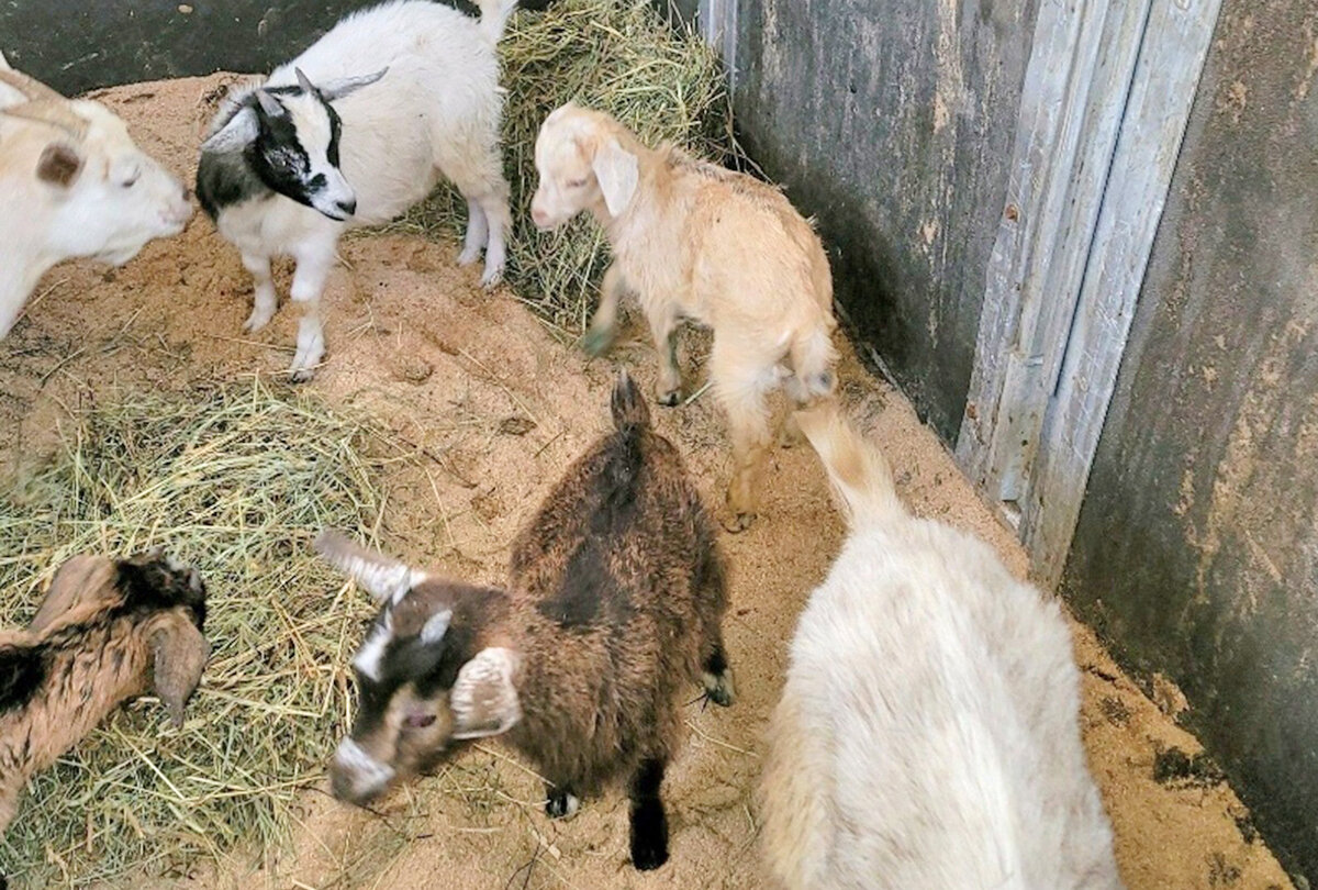 Several of the goats seized from a residence in the Town of Norway are shown in this New York State Police photo.