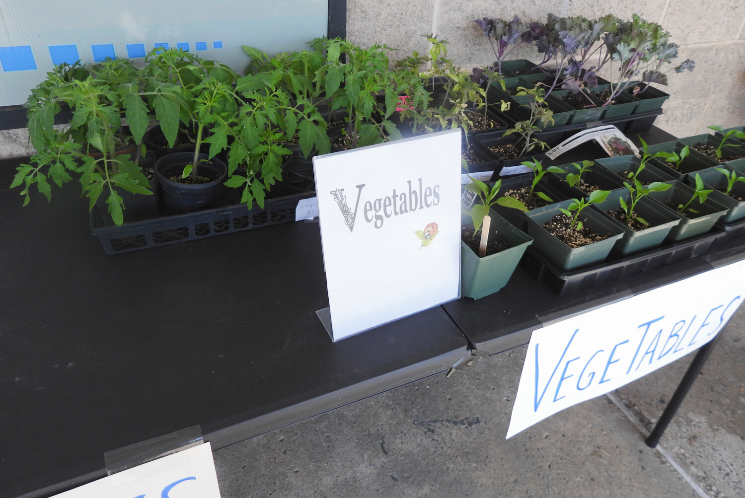 A number of vegetables, flowers, herbs, and all manner of other plants hand grown by Club members were on sale.