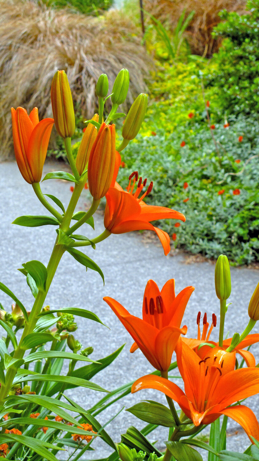 Day lilies in a curbside garden in Langley, Washington. All species of lilies are very toxic to pets, even the pollen.