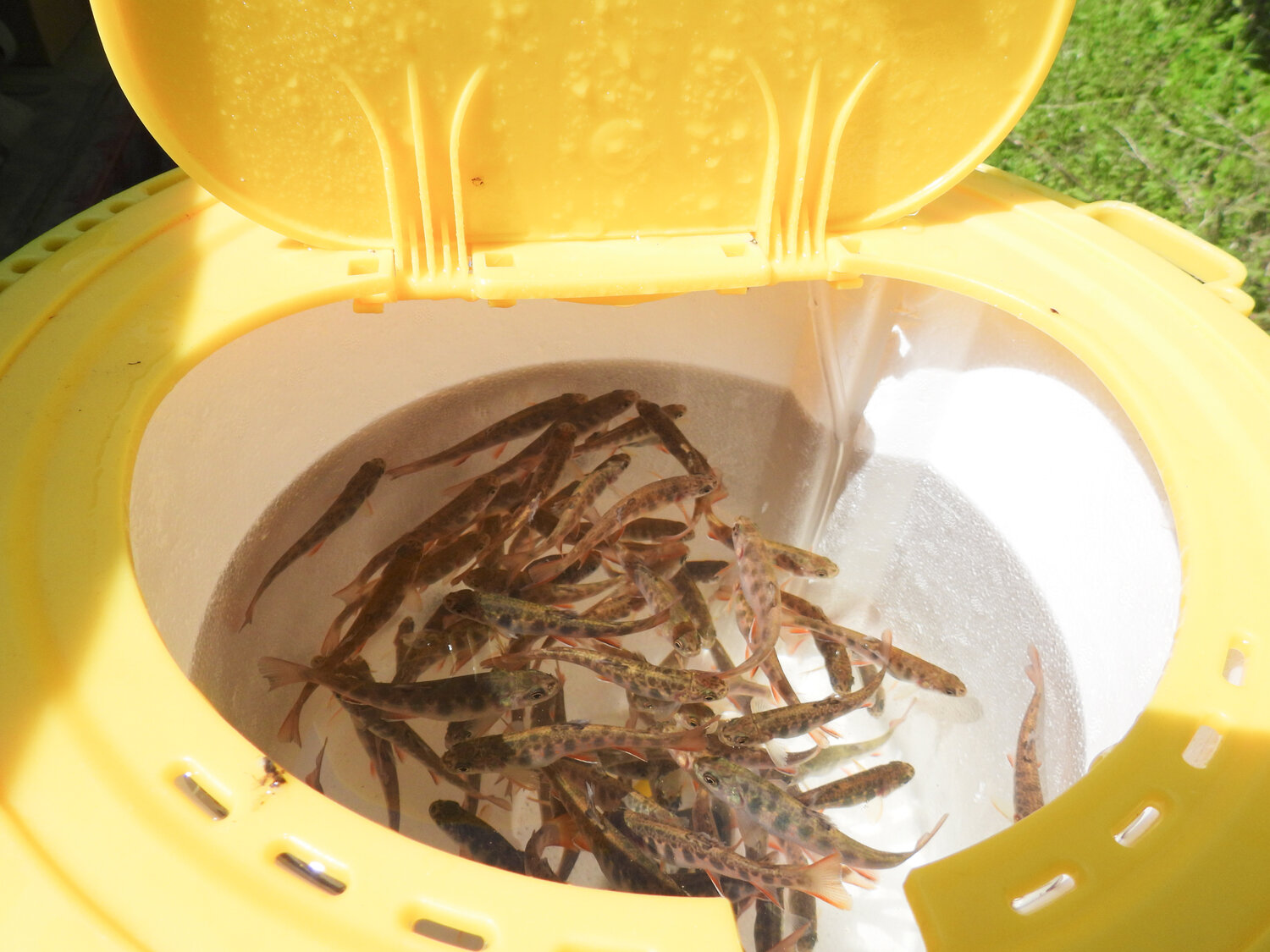 Brook trout raised by Holy Cross Academy await release into Sconondoa Creek.