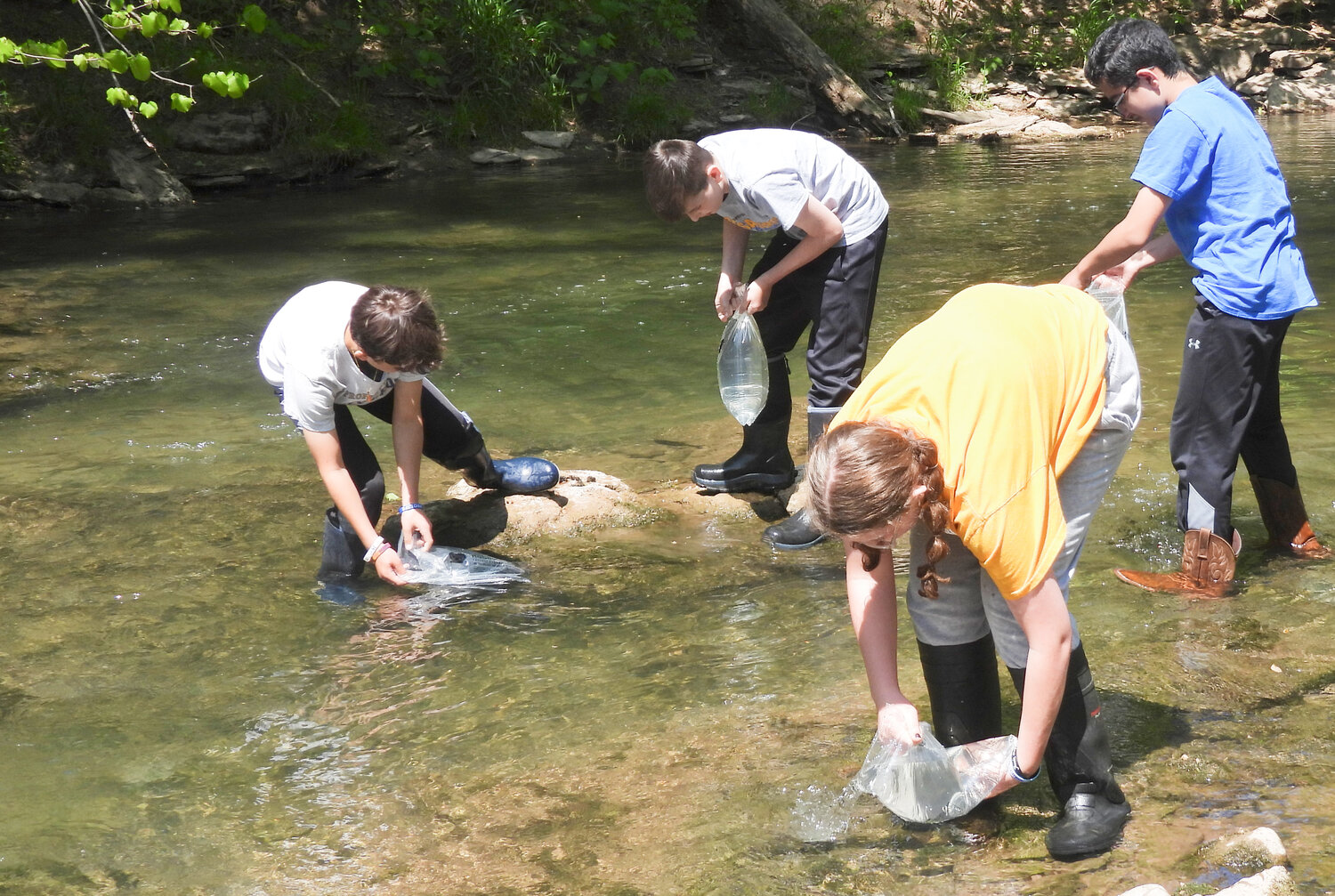 Students with Holy Cross Academy release the trout they've raised as part of the Trout in the Classroom program into Sconondoa Creek on Thursday.