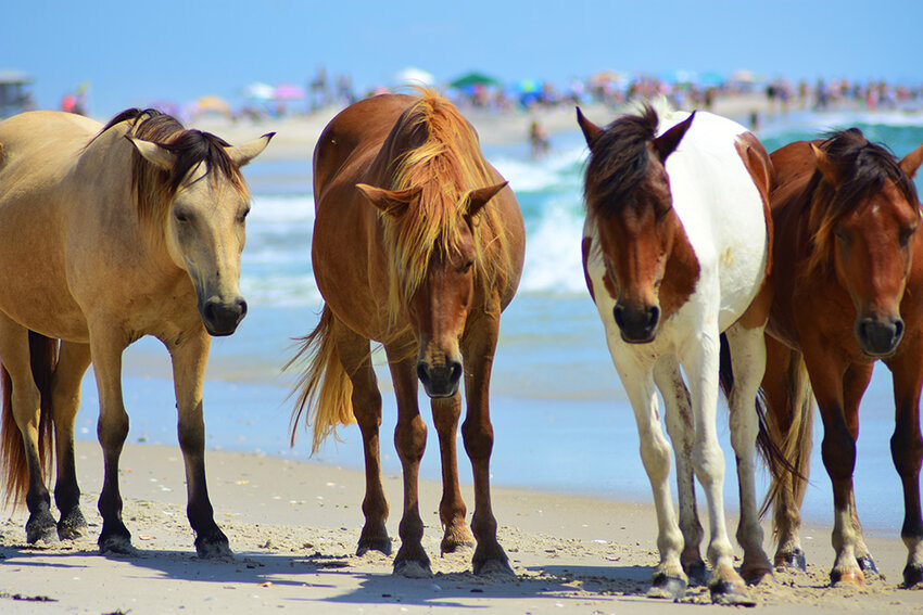 Wild horses roam Assateague Island National Seashore.
