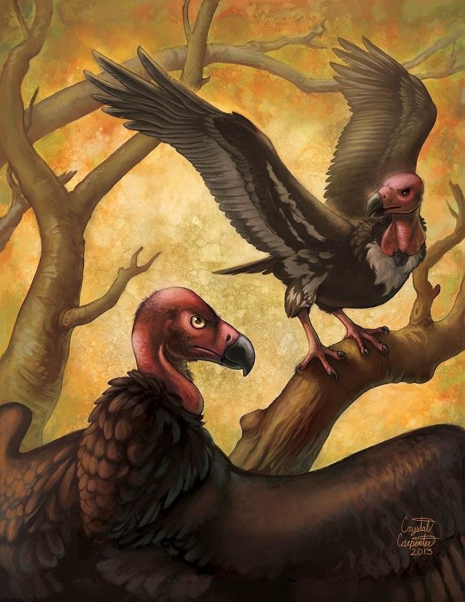 This red-headed vulture, created by Crystal Carpenter, is one of many bird species depicted in an art book organized by former Severna Park resident Arras Wiedorn.