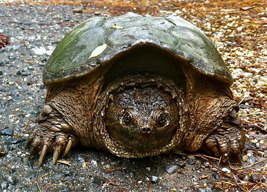 Wally The Snapping Turtle Makes Return Visit To OSP | Severna Park