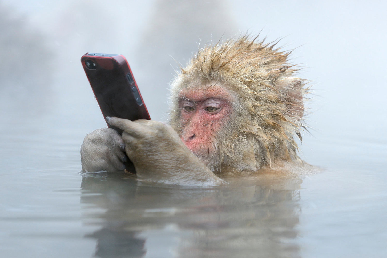 The “Unforgettable Behavior: Wildlife Photographer of the Year” exhibit at the National Museum of Natural History includes this photo of a Japanese macaque checking his Facebook feed while taking a bath in a hot spring.
