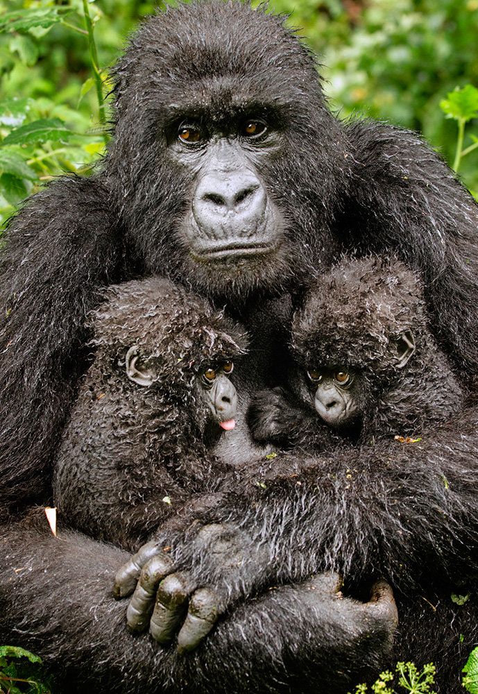 This National Museum of Natural History photo shows a mother gorilla after feeding her 6-month-old twin babies.