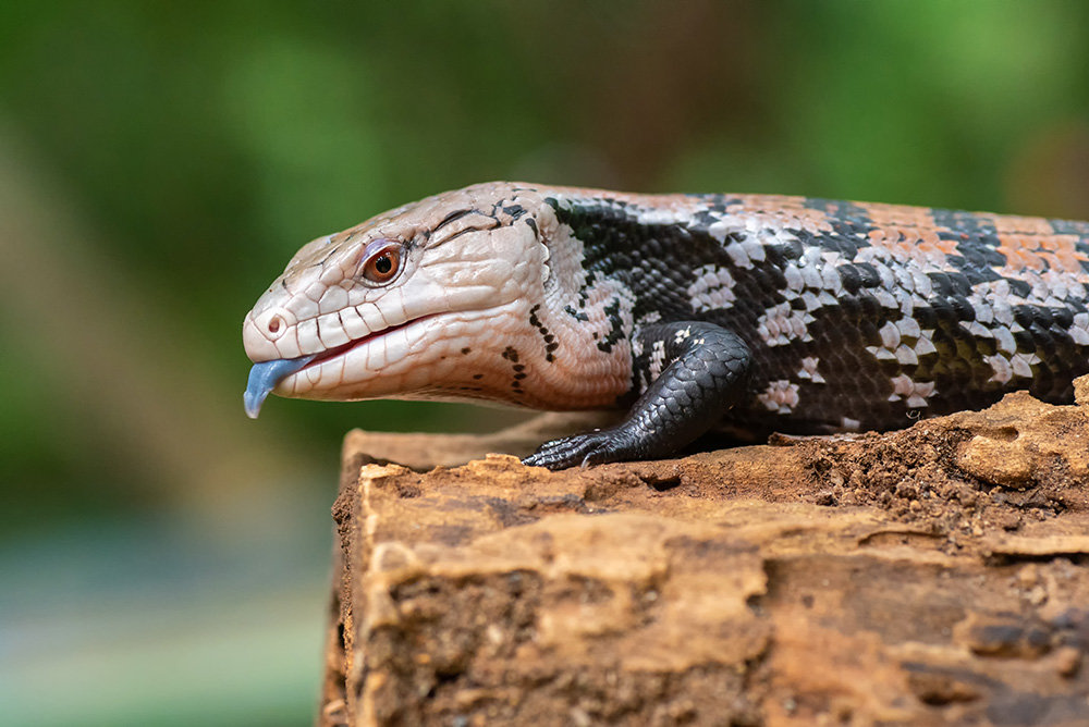 Humidity and temperature are important, especially for reptiles. These can also vary between individuals (a northern blue tongue skink requires a different humidity than a Merauke blue tongue skink).
