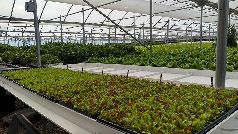 Cafe Mezzanotte buys some of its produce from Green View Hydroponics, a Queen Anne’s County farm with a 24,000-square-foot greenhouse.