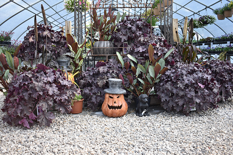 Himmel’s offers a unique variety of plants and décor.