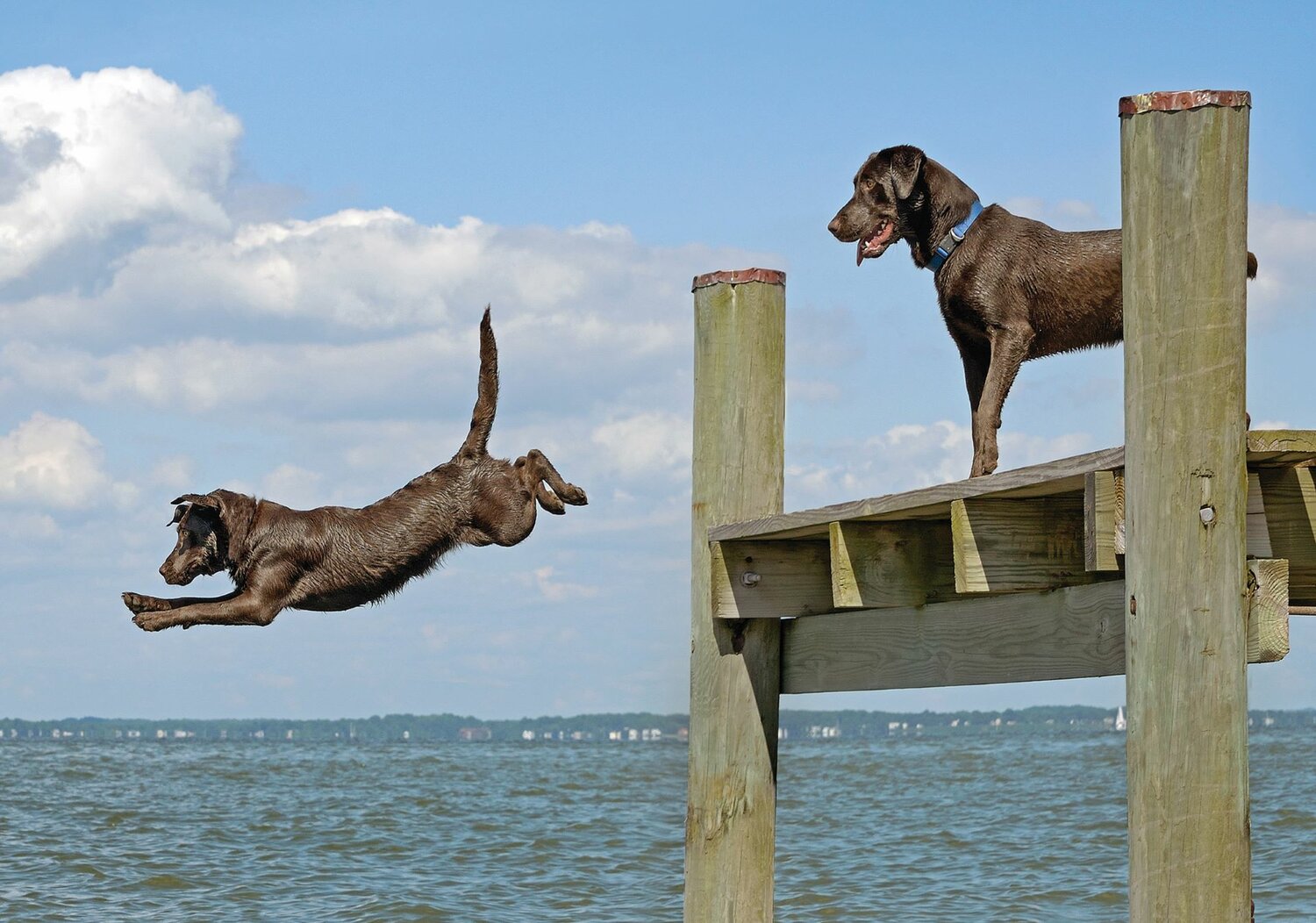 Two chocolate Labradors launched into the bay one summer day in Kent Island.