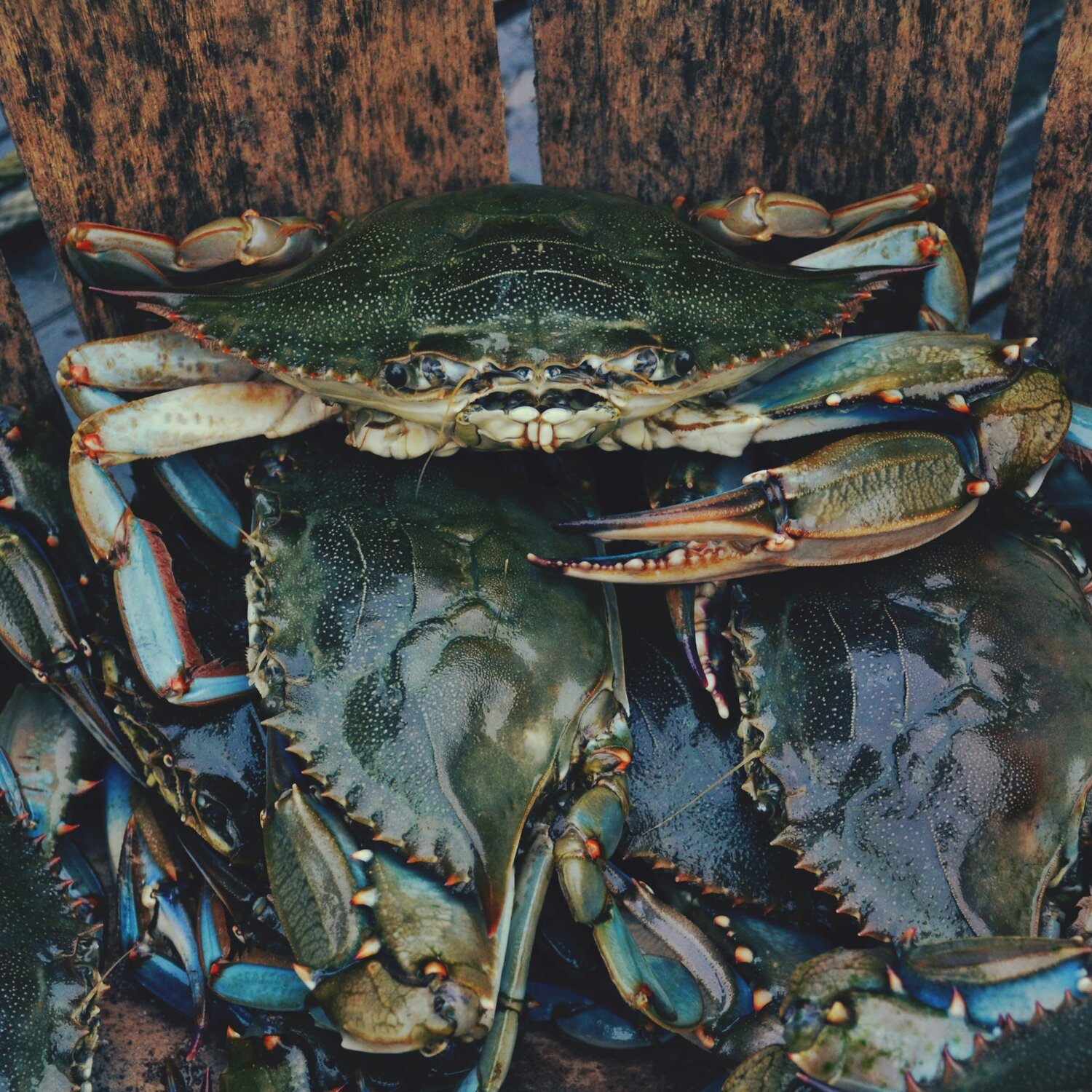 Fish and shellfish lovers can eat their fill from seafood vendors, a crab-soup cookoff and more at the Maryland Seafood Festival this weekend.