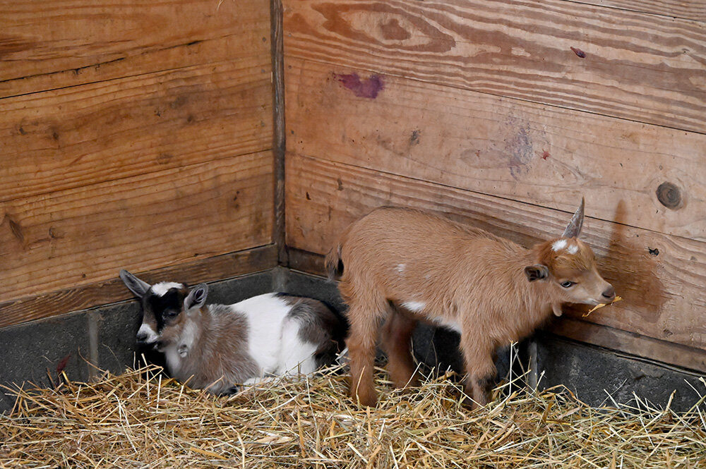 Goat moms gave birth to many adorable babies in May.