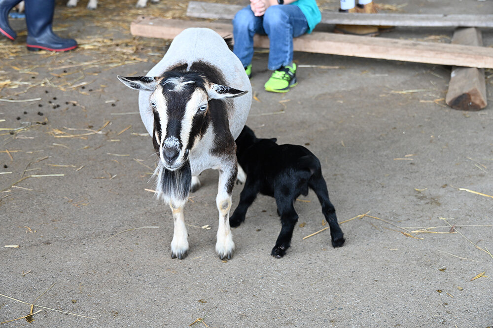 Goat moms gave birth to many adorable babies in May.