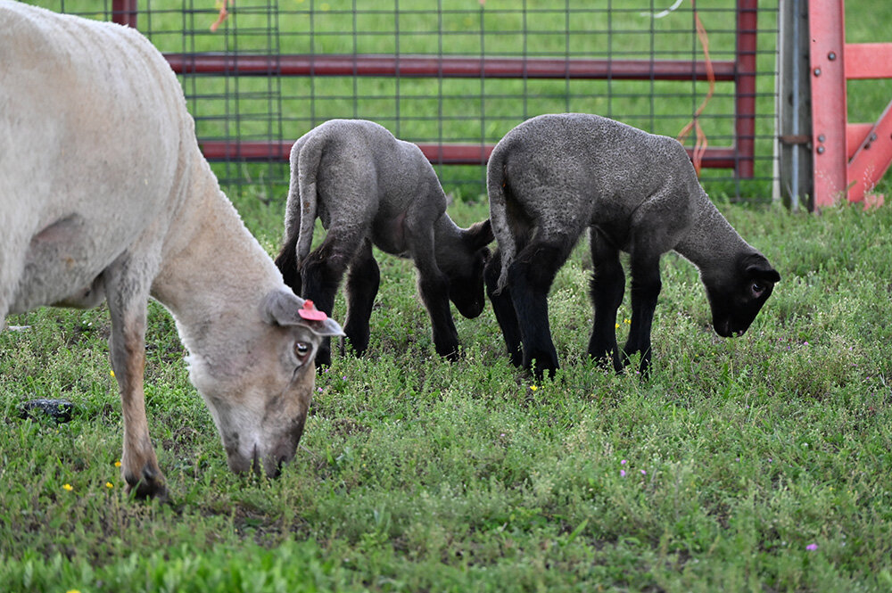 Several lambs were among the animals born at the farm this spring.