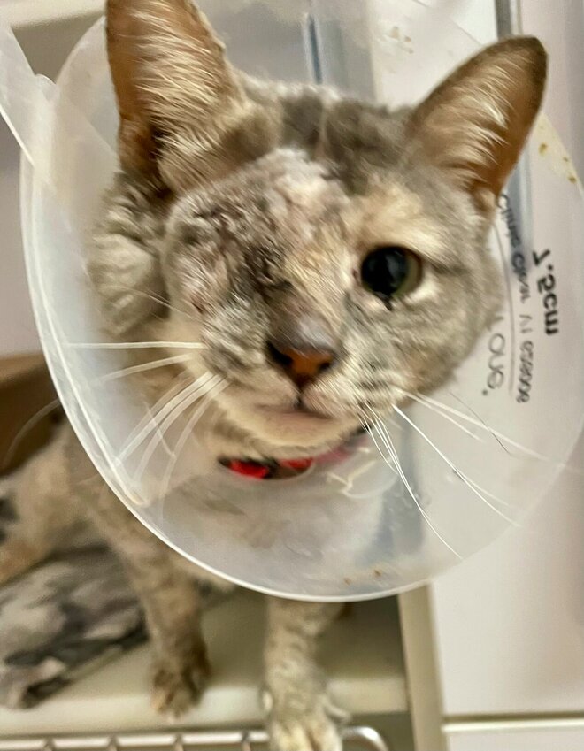 Your Amazon order is waiting at Polk County Humane Society. Amazon is not slightly damaged in the least; one eye sees just as well as two. See this beautiful feline at Polk County Humane Society.