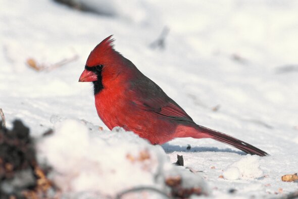 The cardinal (pictured above) is one of the birds people can learn how to attract to their backyards in winter at an MDC virtual program on Jan. 16.