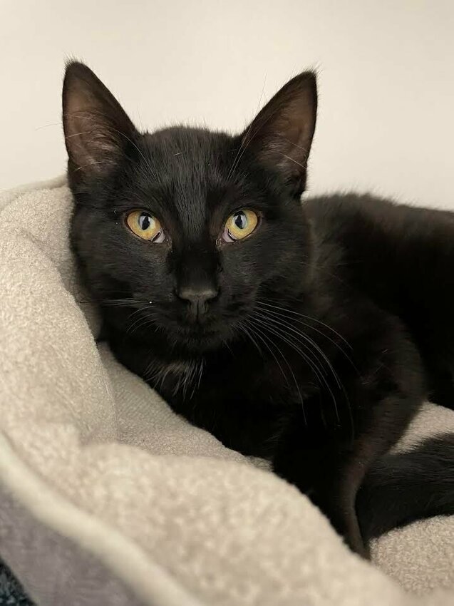 Pop Rock is a beautiful black kitten who is ready for a great home. Check this furbaby out at Polk County Humane Society this week.