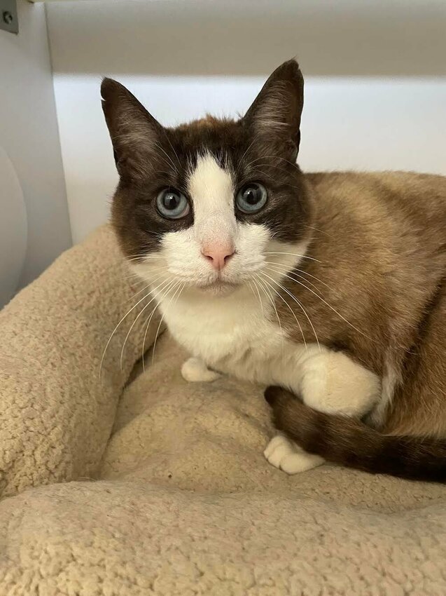 Jerry and his brother, Tom, have been together since birth and are looking forward to spending the rest of their lives together. Please check them out at the Polk County Humane Society.