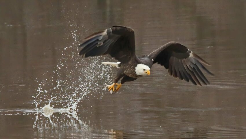 Bob Estes took the picture of the bald eagle at Montrose Conservation Area. Estes will present a program at the Stockton branch of the Cedar County Public Library on February 21 at 3 p.m.